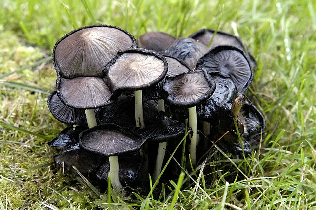 Inky cap